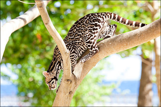 Ce petit félin vit presque exclusivement dans les arbres des forêts tropicales d'Amérique.Aussi connu sous le nom de chat-tigre, ce véritable acrobate est...