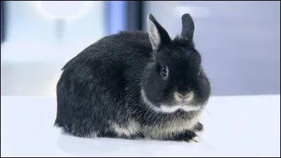 Dans l'épisode «Ben, Flash et cie», comment se nomme le lapin que Zak garde ?