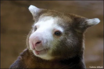 Devinez quel est cette animal :