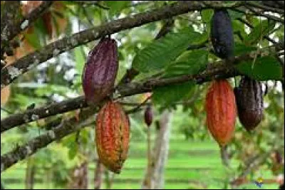 On cultive des cacaoyers au Québec.