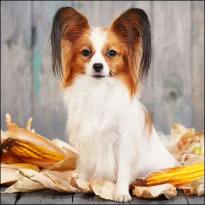 Le chien a toujours été un animal de compagnie.