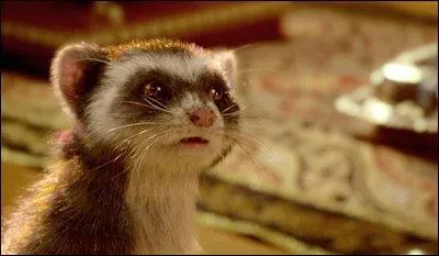 Dans  la croise des mondes, comment s'appelle le compagnon de Lyra qui est capable de se transformer en toutes sortes d'animaux ?