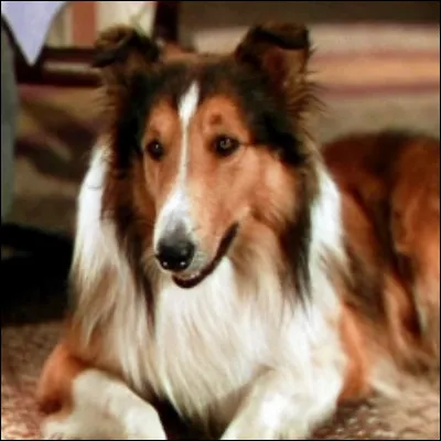 Dans quel film Pal joue-t-il cette héroïne ?