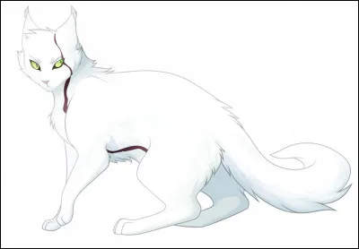 Quel est le nom de ce chat ?