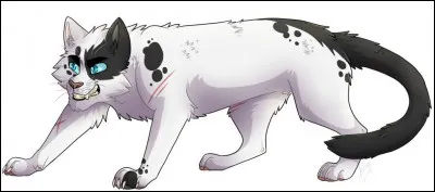 Quel est le nom de ce chat ?