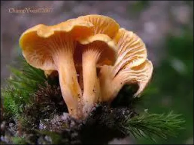 Chant comme chanterelle : je vais encore vous empoisonner... ce champignon est-il comestible ?