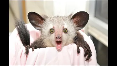 Quel est cet animal ?