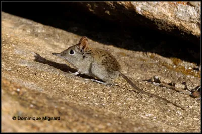 Quel est cet animal ?