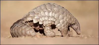 Quel est cet animal ?