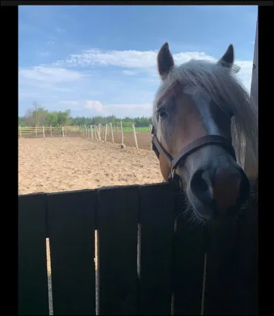 Vers quel âge les dents du cheval sont-elles nivelées ?