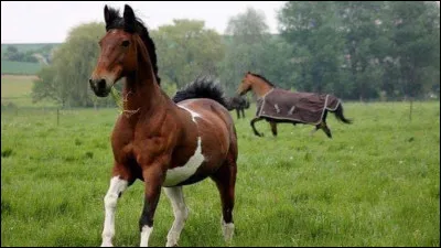 Combien de dents a le cheval adulte mâle ? (femelle en a 36)