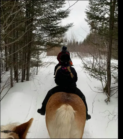 Quels chevaux sont les plus sujets à développer le tic à l'appui ?