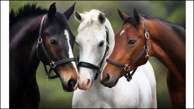 Quel comportement représente le tic de l'ours ?