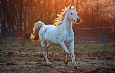 Qu'est-ce que la migration parasitaire interne endommagent en plus de créer des coliques ?
