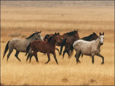 Quelle maladie les mouches peuvent-elle répandre ?