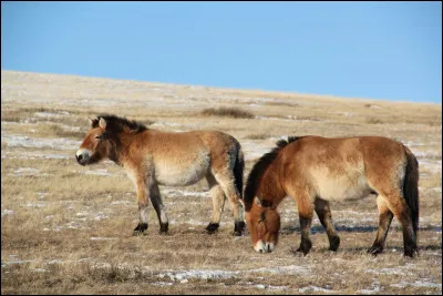 À cinq ans les incisives ont toutes été remplacées on dit que …