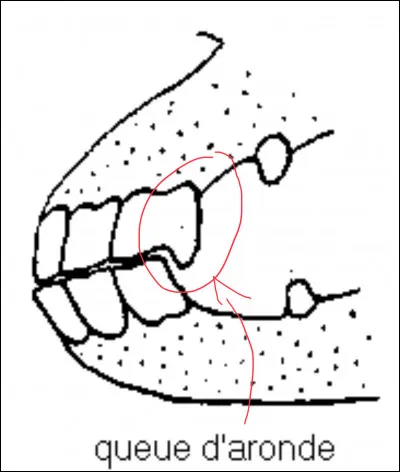 À quel âge la queue d'aronde apparaît-elle ?