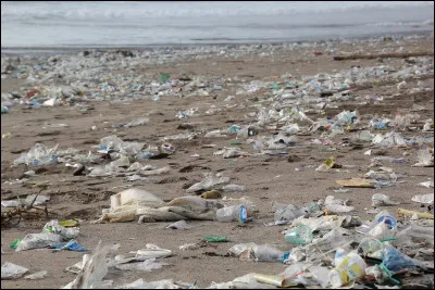 Vous allez à la plage mais il y a plein de déchets.