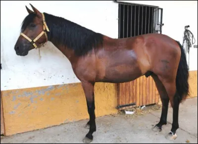 Combien une jument a-t-elle de mamelles ?