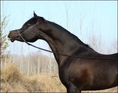 Qui est un champion de CSO ?