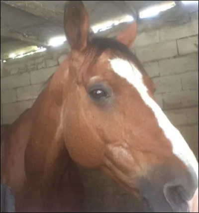 Est-ce qu'un cheval peut sauter en biais ?