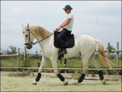 &Agrave; quoi sert la douche, pour le cheval ?