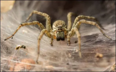 Quelle est la plus grosse araignée du monde ?