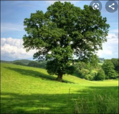 Quel arbre donne le liège ?