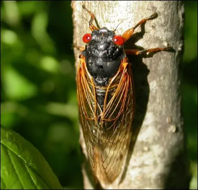 Ci comme cigale : laquelle des deux chante ?