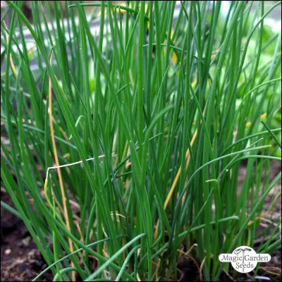 Ci comme ciboulette : quelle sauce n'en contient pas ?