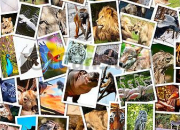 Quiz Les noms des animaux en anglais