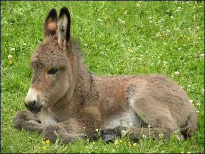 Comment dit-on ''âne'' en anglais ?