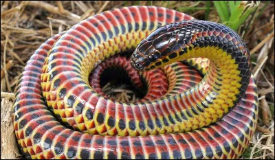 Comment dit-on ''serpent'' en anglais ?