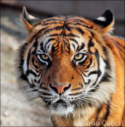 Comment dit-on ''tigre'' en anglais ?