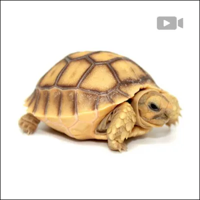 Comment dit-on ''tortue'' en anglais ?