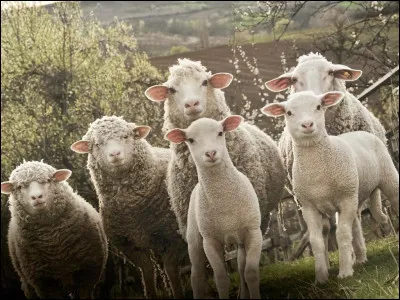 Comment dit-on ''mouton'' en anglais ?