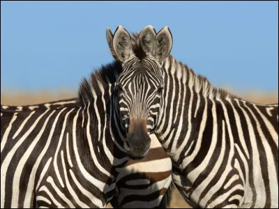 Comment dit-on ''zèbre'' en anglais ?