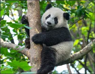 Comment dit-on ''panda'' en anglais ?