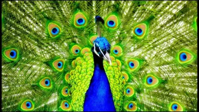 Comment dit-on ''paon'' en anglais ?