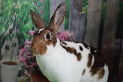 Comment dit-on ''lapin'' en anglais ?
