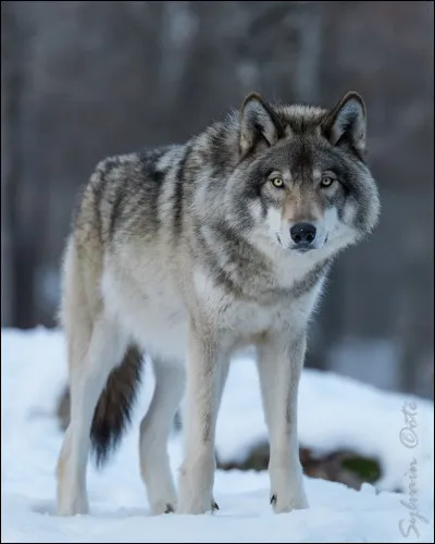 Comment dit-on ''loup'' en anglais ?