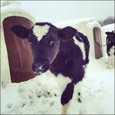 Comment dit-on ''vache'' en anglais ?