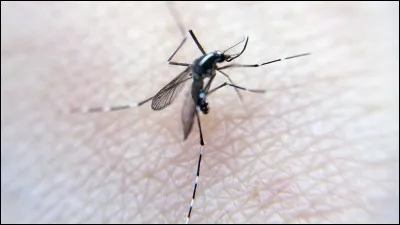 Que fais-tu si un moustique te pique ?