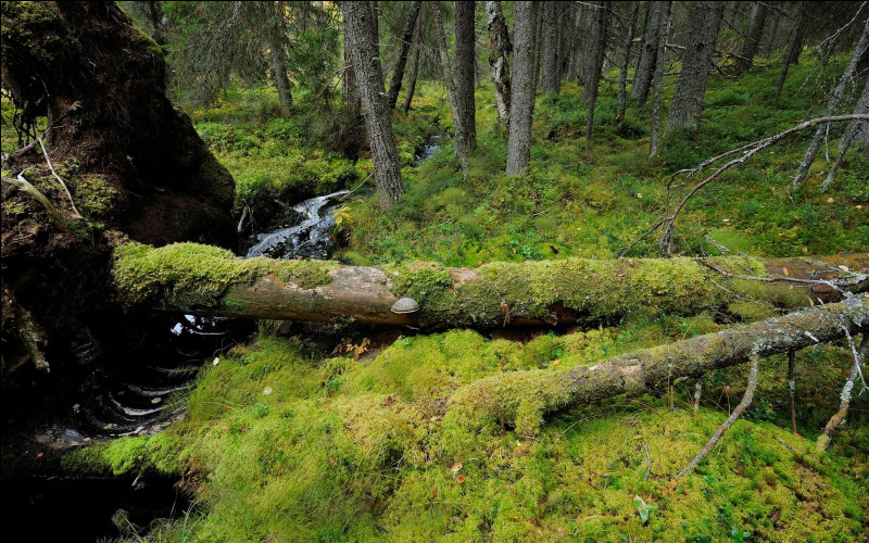 Quel est le pourcentage de "forêts naturelles" en Europe, et sont-elles protégées ?