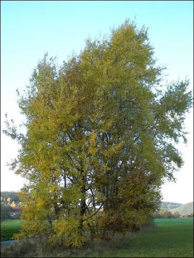 Certaines connexions sont étonnantes : un tremble isolé a étendu une de ses radicelles sur ... pour donner et nourrir un jeune plant en parfaite santé !