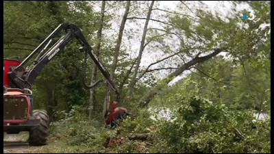 En général, à quel âge abat-on les arbres, en exploitation forestière soit-disant "raisonnée" ?