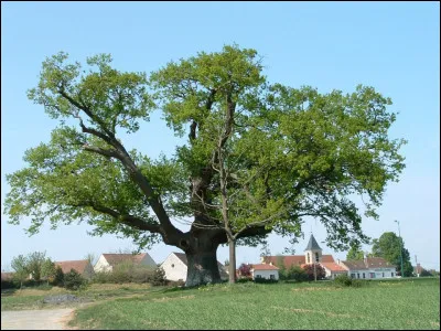 Quel âge peut être considéré comme celui "de la force" pour un arbre d'une forêt "naturelle" ?