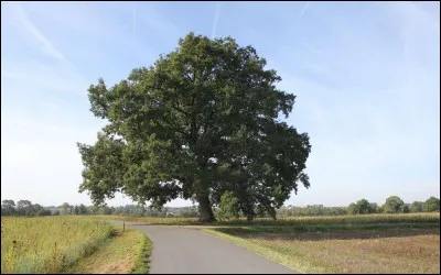 Combien de temps peut survivre un arbre qui est dit "mort" car il est tombé, ne peut plus croître, ni produire de branches ou de rejets ?