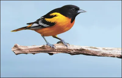 Les oiseaux mangent-ils les coccinelles ?