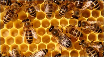 Comment s'appelle l'élevage d'abeilles en vue de récolter du miel ?